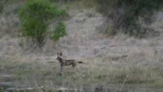 African Wild Dogs Hunting Kudu On Khwai River In Moremi Reserve  Machaba Camp Botswana  July 2000 [upl. by Eydie]