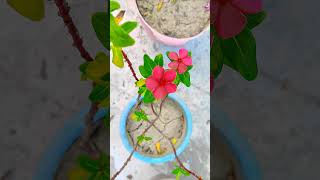 Garden on roof youtubeshorts gardening flowers viralvideo [upl. by Karee]