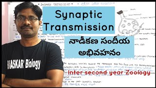 Synaptic Transmission  నాడీకణ సందీయ అభివహనం  Neural Control and Coordination [upl. by Corydon254]