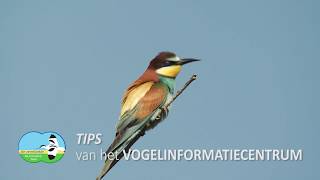 Vogelinformatiecentrum verrekijkertip [upl. by Nelyt995]