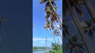 Nature beauty river coconut trees beautiful Cherai Ernakulam [upl. by Hollyanne]