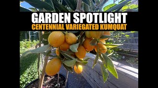 Growing Centennial Variegated Kumquat 🌴🍊  Plant Spotlight [upl. by Nonnarb]