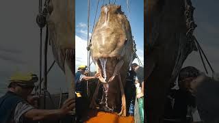 Giant Sea Creatures EXPOSED by Fishermen [upl. by Obmar296]