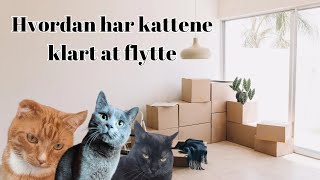 Vlog hvordan har kattene klart at flytte [upl. by Jollenta]