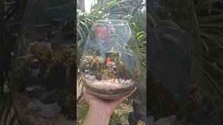 Closed Terrarium Available now only in Dehradun Whatsapp on 7078792436 terrarium dehradun diy [upl. by Bea]