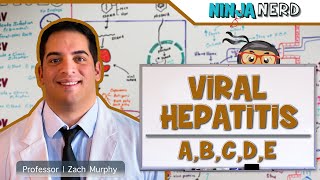 Hepatitis  Pathophysiology of Viral Hepatitis [upl. by Ayotaj]