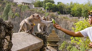 The Bartering Monkeys of Bali  Planet Earth III  BBC Earth [upl. by Ilam]