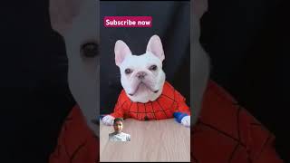 funny comedy dog frenchbulldog reaction pets 🤣🤣💖🥰🥰💖🤣💖💖💖💖💖🤣🤣🤣💖💖💖💖💖💖🤣🤣🥰🥰🥰🐕🐕🐕🐕🐕 [upl. by Akvir]