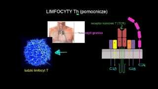 Limfocyty Th pomocnicze [upl. by Noram]