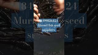 koramenu fish seed suppliers fishseed fish fishfarming [upl. by Danby]