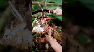 Cutting Fresh Vegetables  harvesting galangal shorts ytshorts vegetables [upl. by Niltiac]