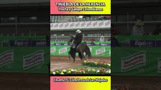 TINIEBLA DE LAS MAJADAS TROCHA Y GALOPE LAS FLORES 2022 trochaygalope shortsvideo horse caballo [upl. by Rihana]