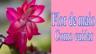 Flor de maio DICAS DE COMO CUIDAR [upl. by Etnaed48]