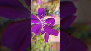 MelastomaPlant  Plant trendingmelastomaplantsdailyshorts flowers nature [upl. by Karlen376]