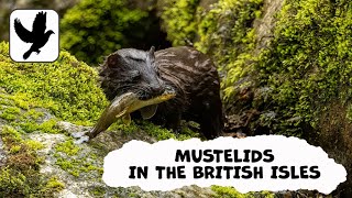 Mustelids In The British Isles [upl. by Maurili]