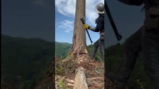 Expert cutting big treeLets find outwoodworking asmr cuttingwork wood woodworker [upl. by Thea998]