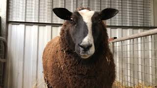 Gemeente Weert  Kleine dieren op de Kinderboerderij [upl. by Ursola]