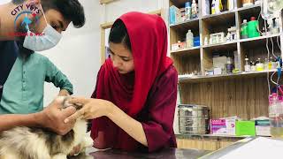 Abscess  Case Study  City Vets Pet Clinic [upl. by Jermain]