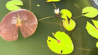 Nymphaea dimorpha syn Nymphaea minuta  nénuphar endémique de Madagascar [upl. by Warner881]