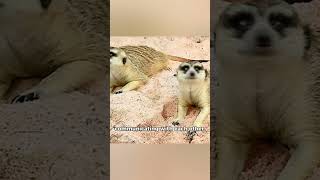 Facts You Didn’t Know About Meerkats [upl. by Yasui]