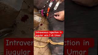 Intravenous injection in jugular vein l dr Umar khan [upl. by Lamonica]