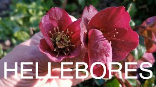 Hellebore Border in Norfolk [upl. by Eleumas97]