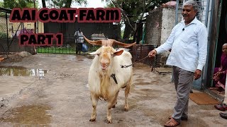 Aai goat farm biggest saanen goats [upl. by Dion]