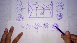 Lecture 17 Microstructures on eutectic and eutectoid phase diagram [upl. by Leola]