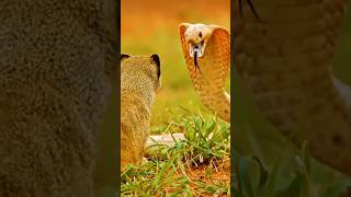 Mongoose attack king Kobra shortvideo wildlife viralvideo ytshorts shorts snake kingcobra [upl. by Oramug]