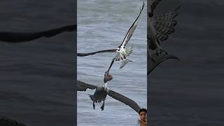 Falcon vs gaint bird birds ospreys wildlife [upl. by Aroel988]