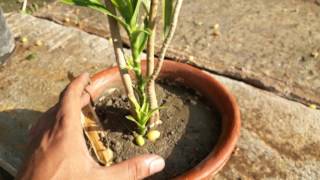 song of India plant Dracaena reflexa II care and tips II how to grow indoor plant part1 [upl. by Lain400]