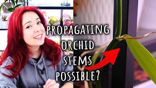 How to flush Orchids What Orchids can be propagated from stem cuttings amp more QampA April 2024 [upl. by Naujuj]