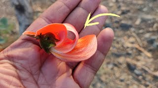 ढाक पलाश के फूलों के चमत्कारी फायदे 😱🌿🔥 Benefits of Palash Flowers Butea Monosperma [upl. by Nnhoj]