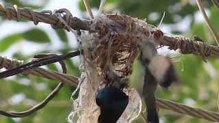 Purple Sunbird is building its home RDG [upl. by Weisbart937]