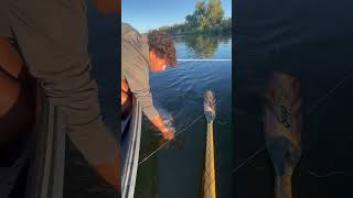 Big Mama September Striper fishing americanriver stripedbassfishing bassfishing [upl. by Brodie]