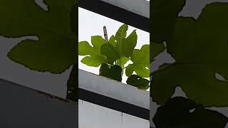 The Growth Journey of Fig Trees The Joy of Planting  Episode 149 [upl. by Naesad435]