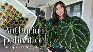 Pollination for beginners  my little seedling farm update and care [upl. by Garber]