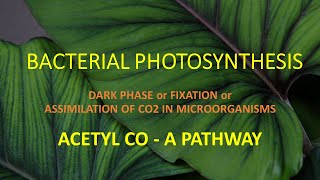 BACTERIAL PHOTOSYNTHESIS II ACETYL CO  A PATHWAY II DARK PHASE  FIXATION OF CO2 II [upl. by Yesnik]