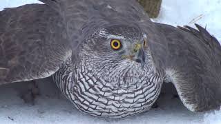 Как поймать ястребаHawksparrowhawk The hawk is a goshawk hawk catching [upl. by Yalonda]