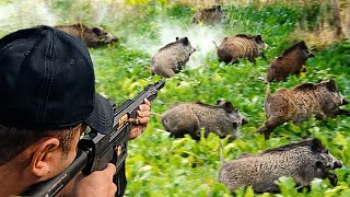 PANCAR TARLASINDA HEYECAN DOLU BİR DOMUZ AVI Best wild boar hunting top 50 hog hunts pig [upl. by Shoshanna]