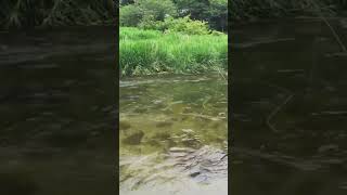 S335KFT千夜釣行 鬼怒川水系男鹿川FF渓散歩 fishing FlyFishing フライフィッシング flytying フライタイイング [upl. by Nahtanoj]