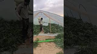 Pest control process for greenhouse watermelons [upl. by Lefty250]