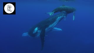 Whale Sounds Underwater Nature Video  4K  10 Hours for Sleep Insomnia Stress Relief amp Relaxation [upl. by Yellhsa]