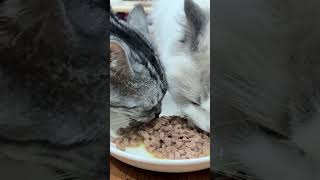 My Cat Eating Wet Cat Food ASMR [upl. by Ole]