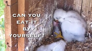 20🦅Redfooted Falcon Nest❶／LIVE Redfooted Falcon Nest Cam 1 Polgár Hungary [upl. by Dill770]