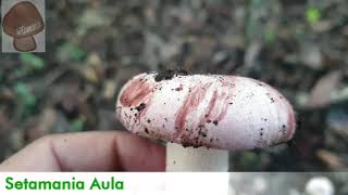 Hygrophorus russula Conociendo a la Seta Escarlata  Setamania Aula [upl. by Felicle]