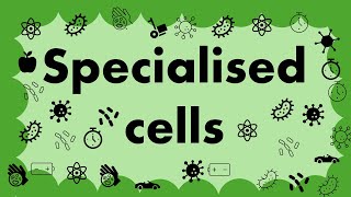 GCSE Biology CELLS L4  Specialised cells [upl. by Schoenfelder842]