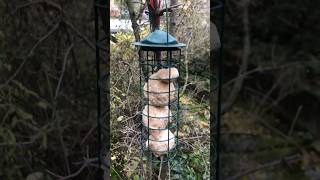 Meisenknödel selber machen Vogelfutter Winterfütterung diy [upl. by Peursem]