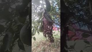 🐦🕊️ Birds Nest peacful birds nature fathih nest shorts shortvideo short [upl. by Annaiuq]