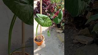 Plant soil mix repottinggardeningplantflowersshortsvideoyoutubeshorts [upl. by Layman]